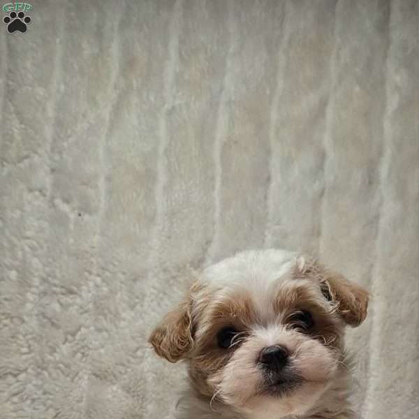 River, Bich-Poo Puppy