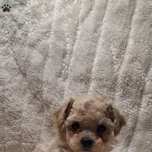 Remi, Bich-Poo Puppy