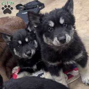 Winter, Siberian Husky Puppy