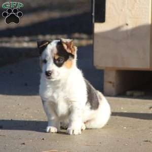 Buster, Blue Heeler Mix Puppy