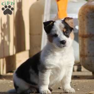 Buster, Blue Heeler Mix Puppy