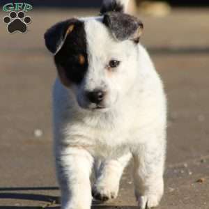 Willow, Blue Heeler Mix Puppy