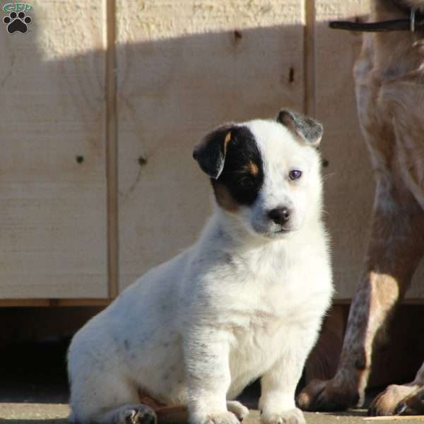 Willow, Blue Heeler Mix Puppy