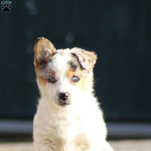 Mia, Blue Heeler Mix Puppy