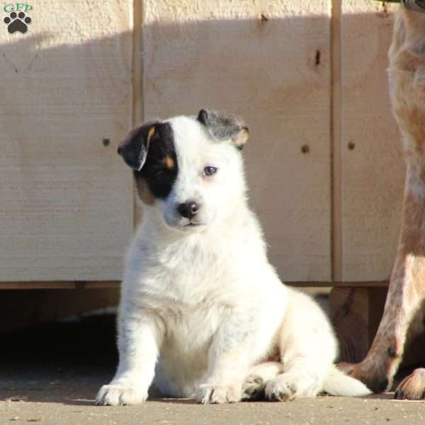 Willow, Blue Heeler Mix Puppy
