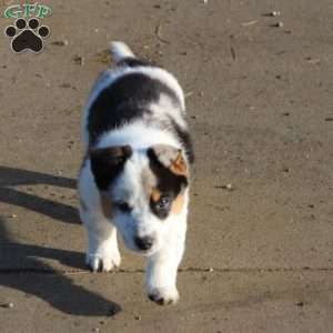 Buster, Blue Heeler Mix Puppy