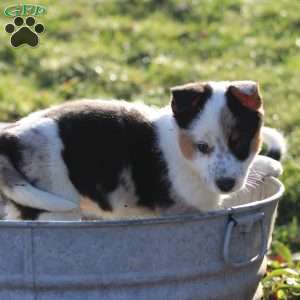 Buster, Blue Heeler Mix Puppy