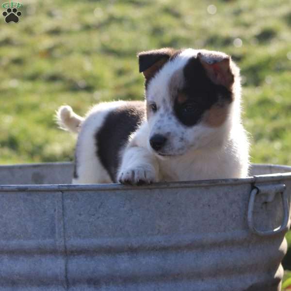 Buster, Blue Heeler Mix Puppy