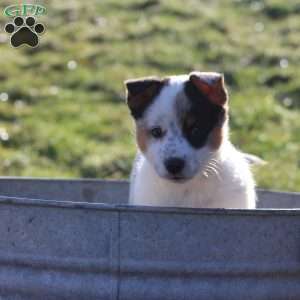 Buster, Blue Heeler Mix Puppy