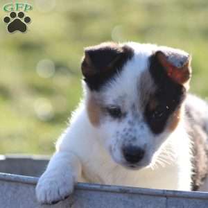 Buster, Blue Heeler Mix Puppy