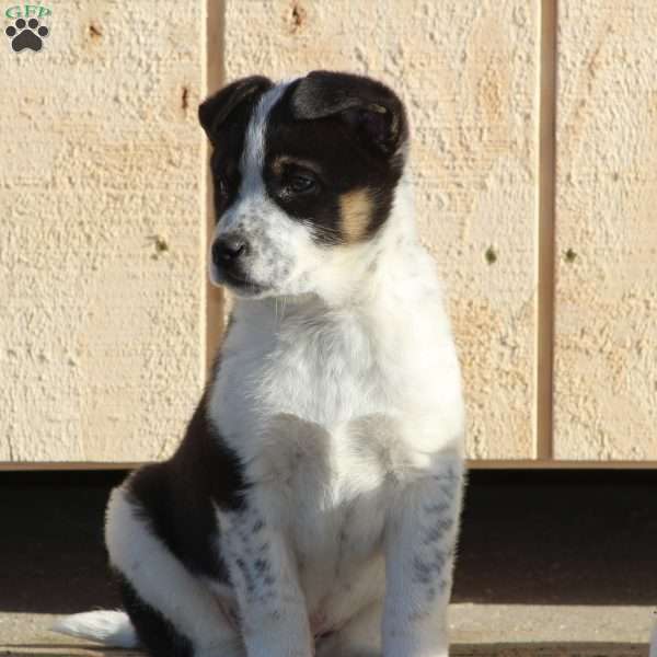 Bo, Blue Heeler Mix Puppy