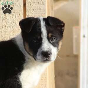 Bo, Blue Heeler Mix Puppy