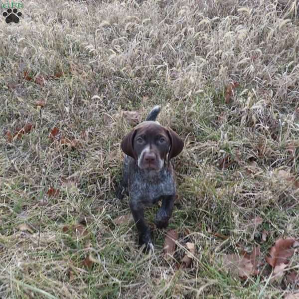 Ruby, German Shorthaired Pointer Puppy