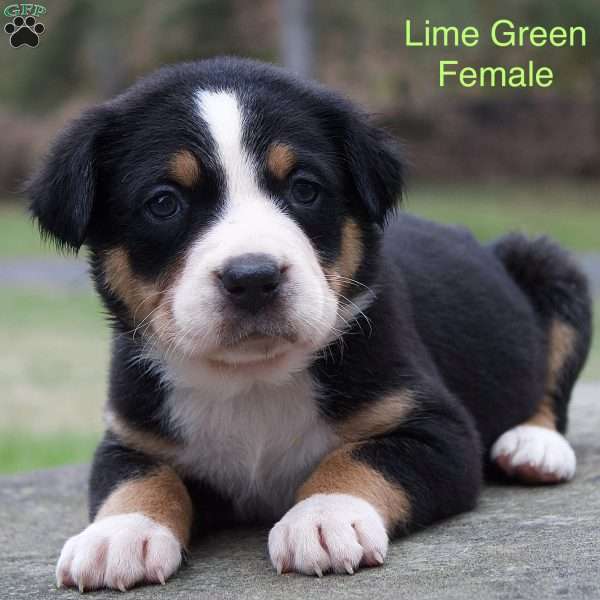 Casey, Greater Swiss Mountain Dog Puppy