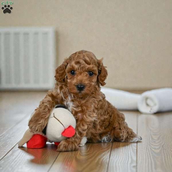 Barney, Miniature Poodle Puppy