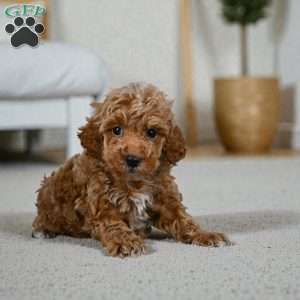 Earl, Miniature Poodle Puppy