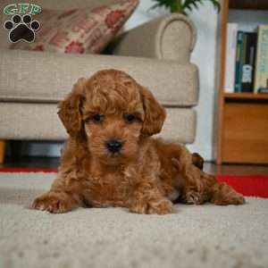 BELLA, Miniature Poodle Puppy