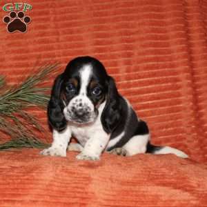 Sasha, Basset Hound Puppy