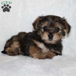 Kilo, Yorkie Poo Puppy