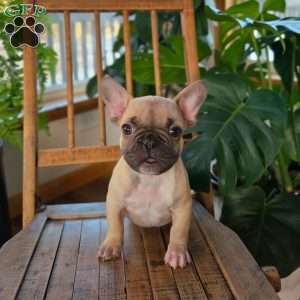 Oscar, French Bulldog Puppy
