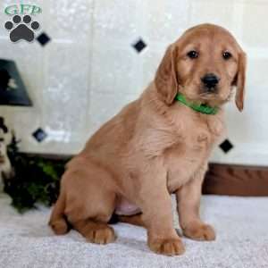 Dianna, Golden Retriever Puppy