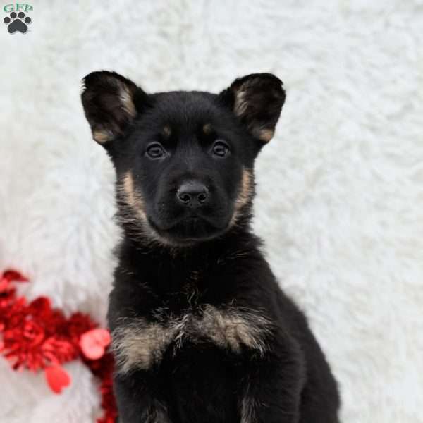 Rambo, German Shepherd Puppy