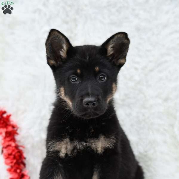 Hank, German Shepherd Puppy