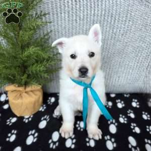 Parker, German Shepherd Puppy