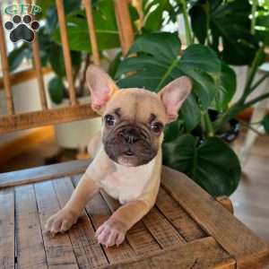 Oscar, French Bulldog Puppy