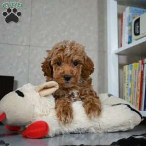 Earl, Miniature Poodle Puppy