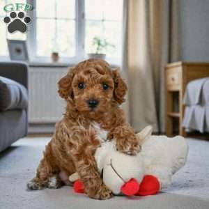Barney, Miniature Poodle Puppy