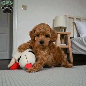BELLA, Miniature Poodle Puppy