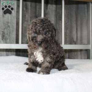 Betsy, Miniature Poodle Puppy