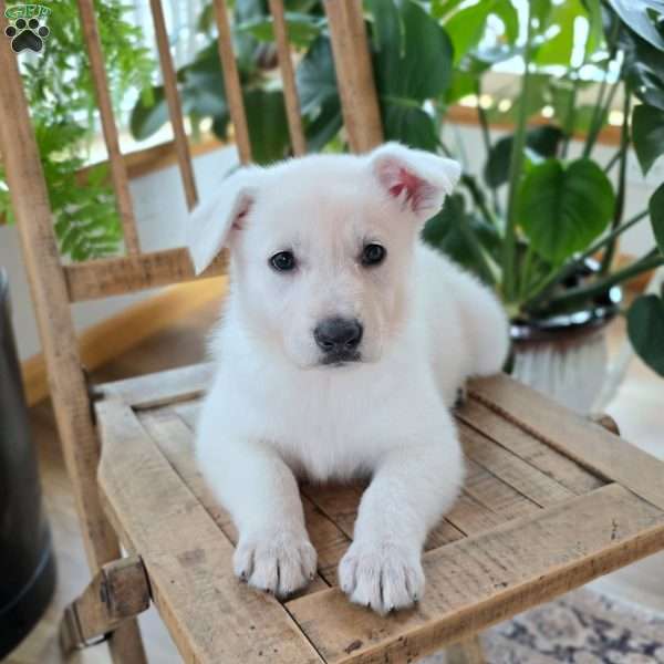 Poppy, German Shepherd Puppy