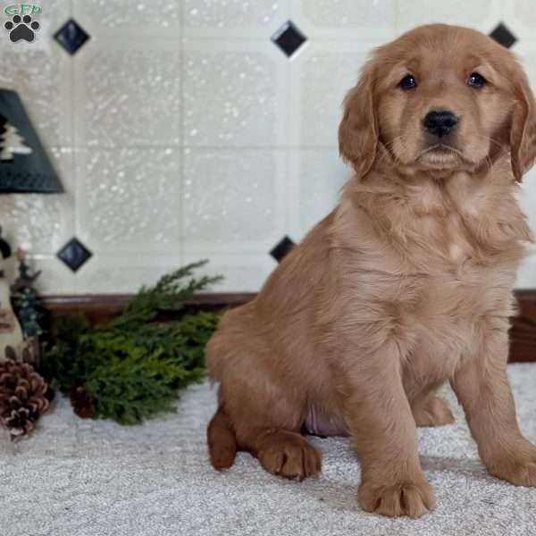 Debbie, Golden Retriever Puppy