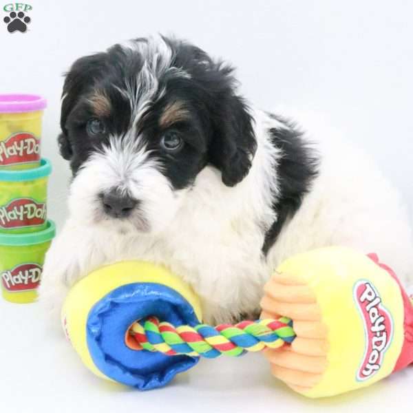 Phoenix, Mini Bernedoodle Puppy