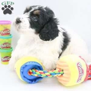 Phoenix, Mini Bernedoodle Puppy