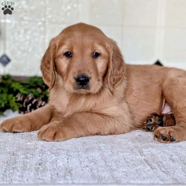 Dianna, Golden Retriever Puppy