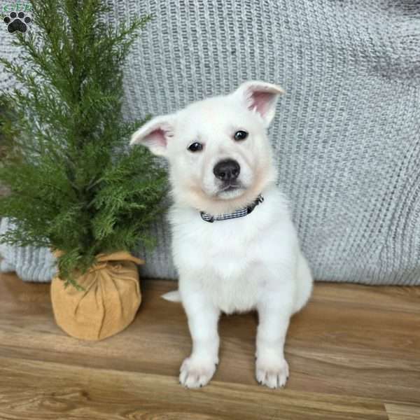 Penny, German Shepherd Puppy