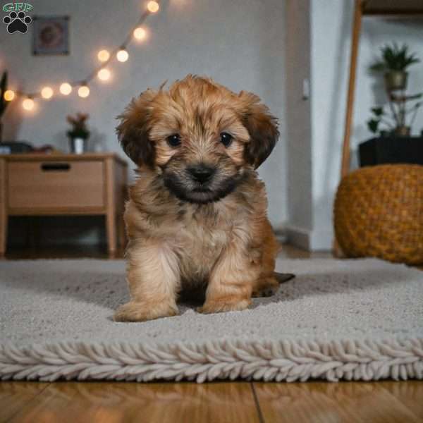 Bentely, Morkie / Yorktese Puppy