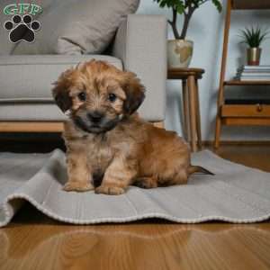 Bentely, Morkie / Yorktese Puppy