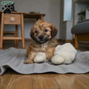 Bentely, Morkie / Yorktese Puppy