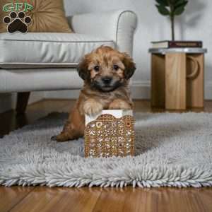 Bentely, Morkie / Yorktese Puppy