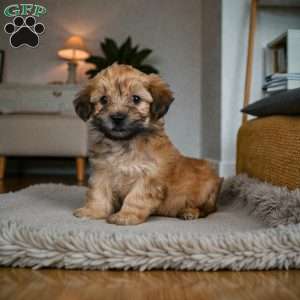 Bentely, Morkie / Yorktese Puppy