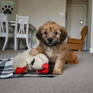 Bentely, Morkie / Yorktese Puppy