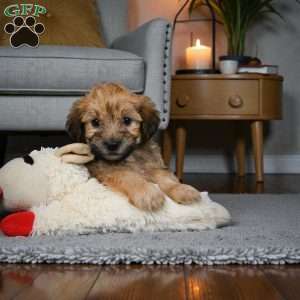 Bentely, Morkie / Yorktese Puppy
