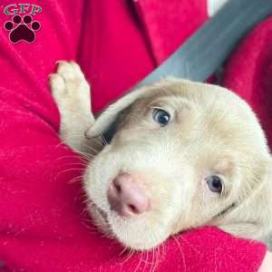 Parker, Silver Labrador Retriever Puppy