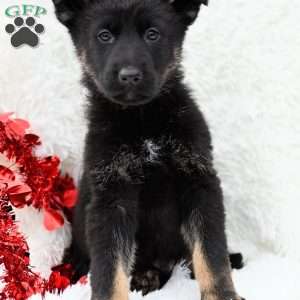 Jake, German Shepherd Puppy