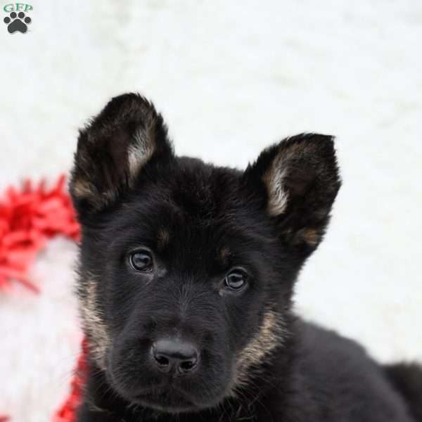 Theo, German Shepherd Puppy