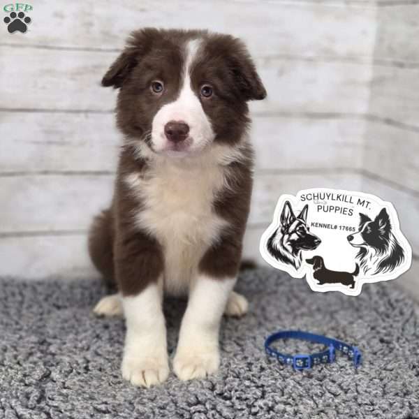 Teddy, Border Collie Puppy